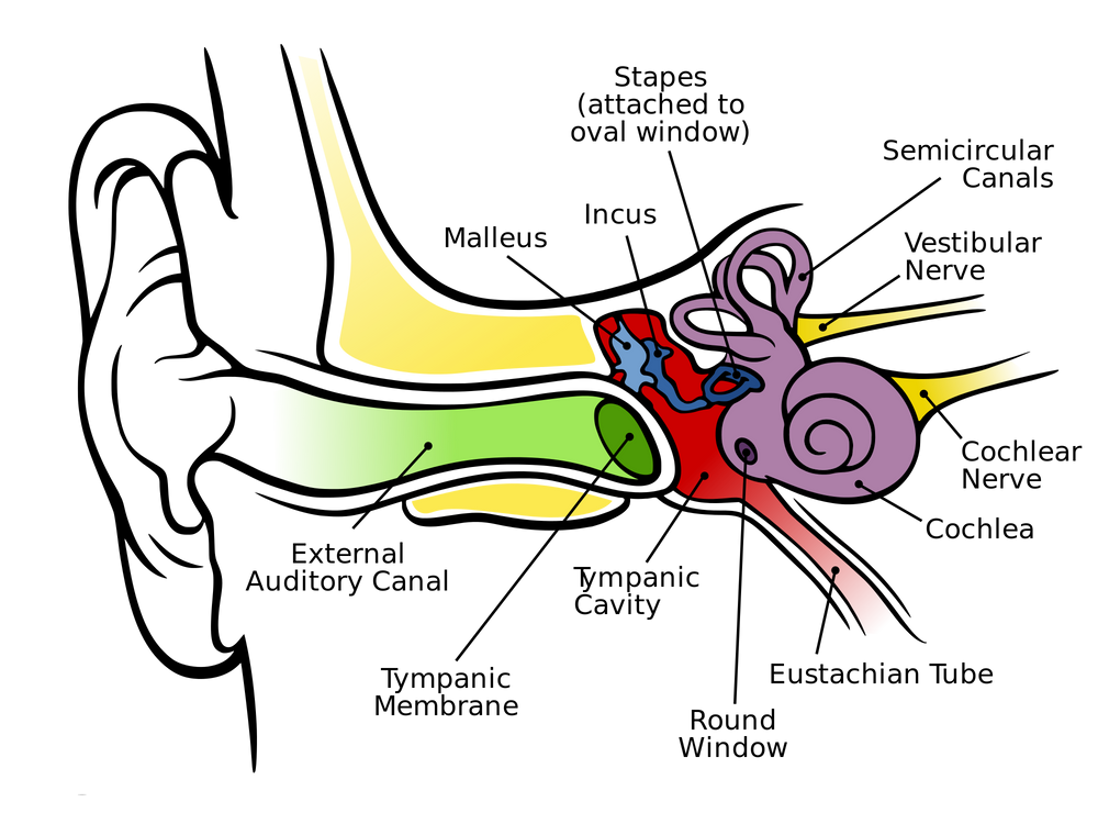 The Anatomy of The Human Ear